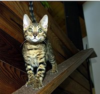 Lancelot's first week.  